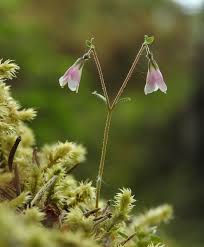 Image result for Linnaea borealis