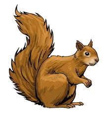 Pin By Tamara Riihimaki On Orava Squirrel Illustration Squirrel Clipart Squirrel