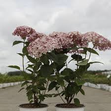 Image result for Hydrangea arborescens Pink Anabelle