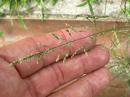 Image result for Sporobolus coromandelianus