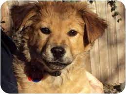 The ultimate fun loving family dog! Sacramento Ca Golden Retriever Meet Marcie A Pet For Adoption