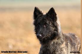 Both are lovely dogs to have. Dutch Shepherds Short And Long Haired Terre Des Flandres