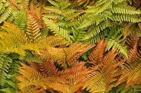 Lily, daisy, honeysuckle, poppy are summer flowers. Dryopteris Erythrosora Brilliance Autumn Fern