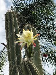 Image result for Cereus jamacaru
