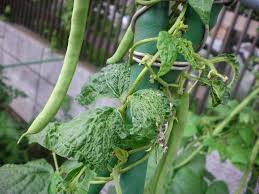 夏の二週間は成長が早い じいじの野菜づくり