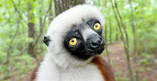 A Lemur Named Joviana Gazes At The Camera During A Media Tour At The Duke Lemur Center In Durham N C Flying Lemur Lemur Primates