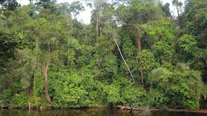 There is no human habitation and human activities. A Guide To Taman Negara Pahang Malaysia Things To Do In The Jungle