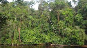 We have daily departure and please find some useful information • sleep in a cave experience life in prehistoric times by spending a night in gua kepayang besar and guatelinga. A Guide To Taman Negara Pahang Malaysia Things To Do In The Jungle