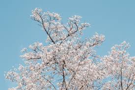 The list follows the growing season: Native Plant Species That Thrive In Northern Virginia