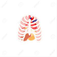 Belly breath — what's the deal? Vector Illustration Of Human Organs Rib Cage Lungs Heart And Royalty Free Cliparts Vectors And Stock Illustration Image 78913631
