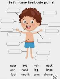 When the students have finished. Body Parts Worksheets And Online Exercises