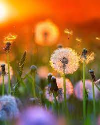 Loriedarlin Flowers Quirky Art Dandelion