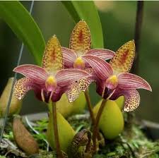 Image result for Bulbophyllum vulcanicum