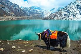 Top 10 birds of sikkim. Top 27 Things To Do In Sikkim In 2021 Traveltriangle