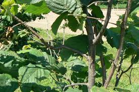 Watch out for bacterial blight in hazelnuts | onspecialtycrops