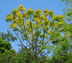 Image result for Schizolobium parahyba