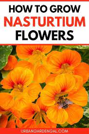 How To Grow Nasturtium Flowers Growing Seeds Easiest Flowers To Grow Planting Flowers From Seeds