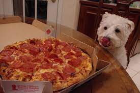 No This Isn T Blithe However This Was What Blithe Looked Like When There Was Pizza For Lunch Or Dinner We Sh Westies Human Food West Highland White Terrier