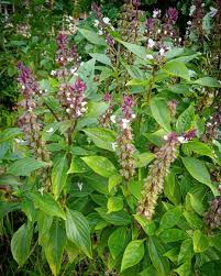 Image result for Ocimum