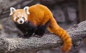 95 Panda Roux Fonds D Ecran Hd Arriere Plans Wallpaper Abyss Panda Roux Animaux Beaux Fond D Ecran Dessin