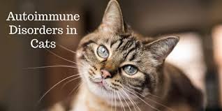 The blisters, which usually begin on your face and scalp and later erupt on your chest and back, usually aren't painful. Autoimmune Disorders In Cats Cat World