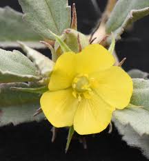 Image result for Melhania virescens