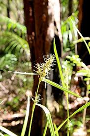 Image result for Scleria