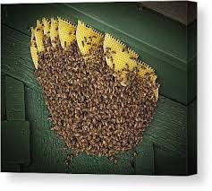 Here at the bees in the wall, we regularary take part in the promotion that runs in conjunction with the cambridge news. The Killer Bees Wall Art Fine Art America