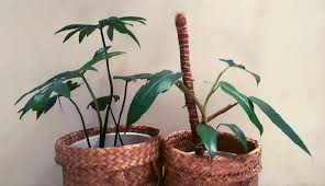Salah satu jenis tanaman hias yang mampu bertahan dalam ruangan dengan menggunakan ac lainnya adalah bunga peace lily. Mengenal 5 Tanaman Hias Philodendron Yang Menarik Untuk Dikoleksi Ragam Cantika Com