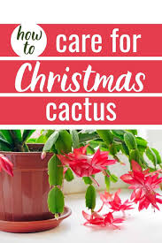 The same lack of toxicity applies. Proper Christmas Cactus Care For Festive Holiday Flowers