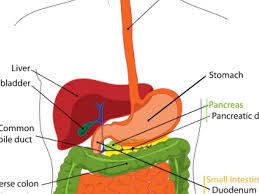 Over 100,000 hindi translations of english words and phrases. Digestion Science Biology Anatomy The Digestive System Showme