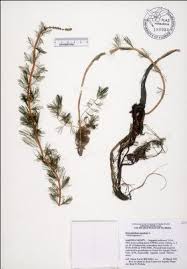 Image result for Aframomum wuerthii