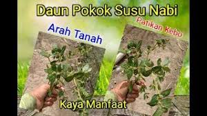 Sekiranya anda menjumpai tanaman ini iaitu pokok susu nabi atau pokok ara tanah, mungkin anda akan menganggap ia hanya tanaman yang tumbuh melata yang langsung tidak berguna. Manfaat Daun Pokok Susu Nabi Untuk Mengatasi Diare I 2020 Youtube