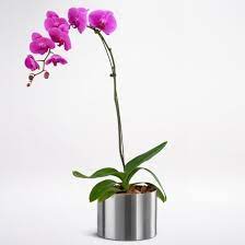 Check spelling or type a new query. Buy Flowering Plants Online In Bangalore Juneflowers Com Buy Plants Online Online Plant Nursery In Bangalore