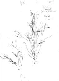 Image result for Crotalaria shirensis