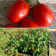 Popular for canning and sauce, roma tomatoes can be great to grow at home! My First Time Gardening My Roma Tomato Plants Have Been Especially Successful And I Just Harvested My First Tomatoes Today They Re Just Perfect Gardening