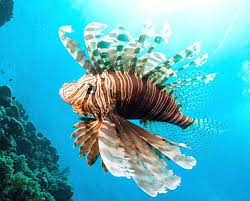 Pin En Especies Marinas