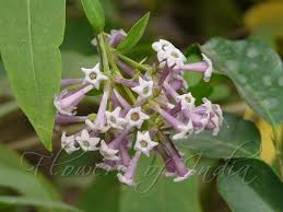 Image result for Cestrum