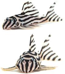 Adult live specimen of Hypancistrus zebra, 8.3 cm TL, in lateral... |  Download Scientific Diagram