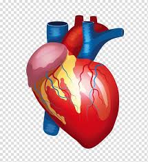 Human Heart Illustration Heart Liver Kidney Human Body Organ Human Body Medical Medical Anatomy Cardiac Vessels Transparent Background Png Clipart Hiclipart Find over 100+ of the best free human heart images. medical medical anatomy cardiac vessels