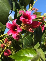 Image result for Brachychiton