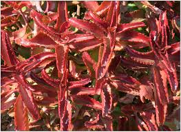 Image result for Kalanchoe sexangularis