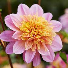 Lifestyle Anemone Dahlia In 2021 Bulb Flowers Types Of Flowers Dahlia