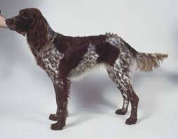 They thrive in homes with yards or plenty of space to run. What Kind Of Dog Is This German Longhaired Pointer Pointer Puppies German Shepherd Dogs
