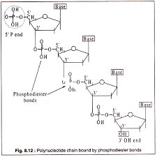 Molecular Structure Of Nucleic Acid With Diagram