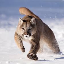Good 99 Wild Animals Wallpaper 2020 Buyuk Kediler Hayvanlar Alemi Kedi