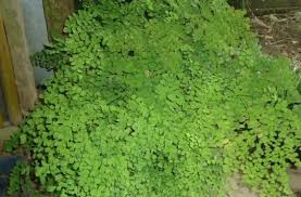 Tumbuhan ini merupakan tumbuhan asli asia yang termasuk dalam jenis tumbuhan berbunga. Metagenesis Tumbuhan Paku Dan Lumut Website Pendidikan