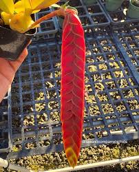 Image result for Bulbophyllum stolzii