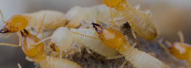 We also try to help you understand the different types of pests that directly affect you and your family and provide and answer any questions that you may have. Alvin Pest Control Exterminator In Texas