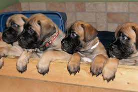 Puppyfinder.com is your source for finding an ideal puppy for sale in indiana, usa area. Bullmastiff Puppies Under 400 Dollars For Sale United States 1
